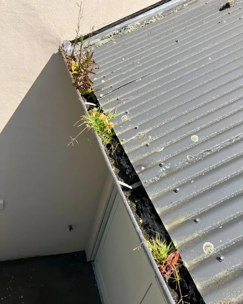 Blocked gutter full of debris and weeds before cleaning
